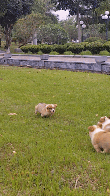 Corgi lông dài, lùn. Mua bán Chó tại Thành phố Bắc Ninh Bắc Ninh được đăng bởi Văn Danh Nam Corgi hình 1