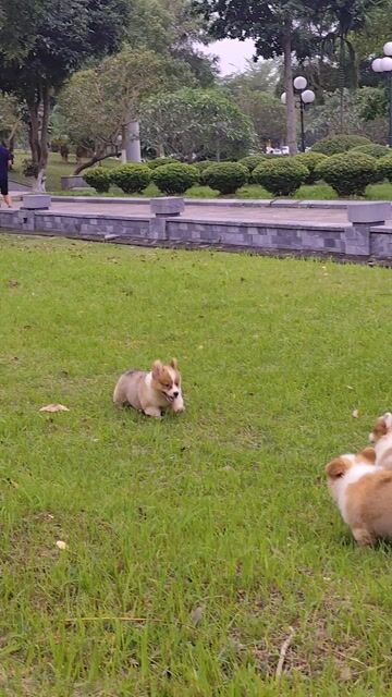 Corgi lông dài, lùn. Mua bán Chó tại Thành phố Bắc Ninh Bắc Ninh được đăng bởi Văn Danh Nam Corgi hình 1