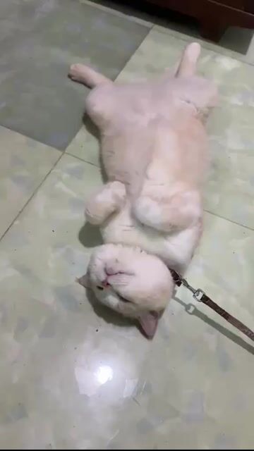 Mèo Anh lông ngắn Cream. Mua bán Mèo tại Thành phố Qui Nhơn Bình Định được đăng bởi Nguyễn Yến Thy hình 1