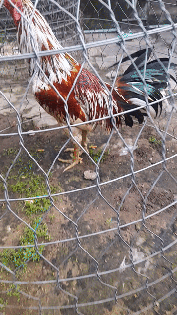 Gà trống Đực Đỏ trắng 3.1kg. Mua bán Gà tại Thành phố Sóc Trăng Sóc Trăng được đăng bởi Giá Nào Cũng Bán hình 1