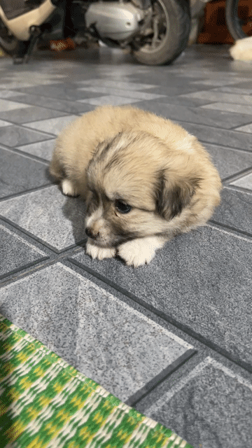 Chó con màu Nâu nhạt. Mua bán Chó tại Huyện Ninh Giang Hải Dương được đăng bởi Nguyễn thị hương hình 1
