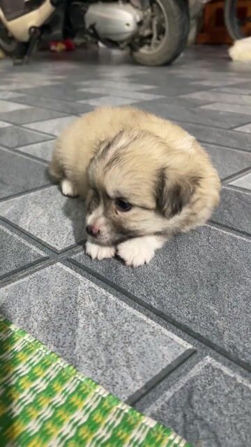 Chó con màu Nâu nhạt. Mua bán Chó tại Huyện Ninh Giang Hải Dương được đăng bởi Nguyễn thị hương hình 1