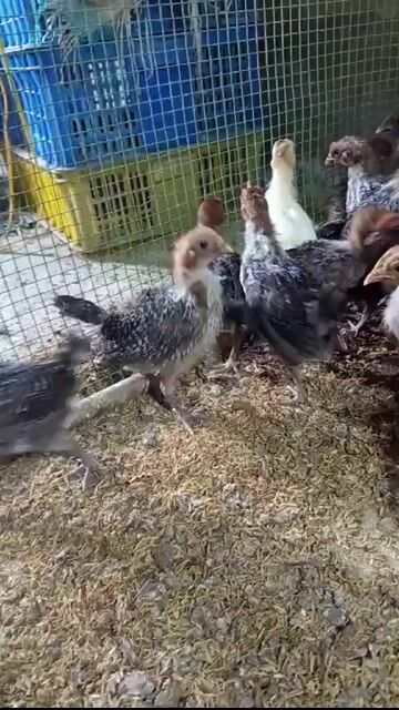 Gà Ai Cập vằn choai siêu trứng. Mua bán Gà tại Huyện Vĩnh Cửu Đồng Nai được đăng bởi Trần Phước hình 1