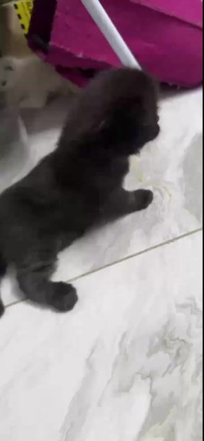 Mèo con 1thg tuổi cần gả. Mua bán Mèo tại Quận 12 Tp Hồ Chí Minh được đăng bởi Thanh Nhã hình 1