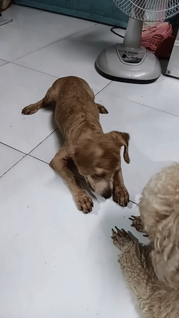 Chó Poodle Nâu 5 tháng. Mua bán Chó tại Huyện Hóc Môn Tp Hồ Chí Minh được đăng bởi Lan Phan hình 1
