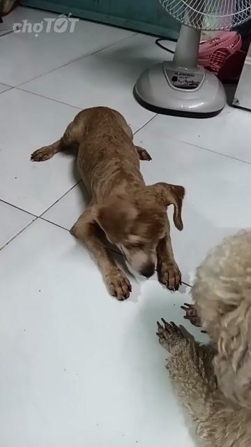 Chó Poodle Nâu 5 tháng. Mua bán Chó tại Huyện Hóc Môn Tp Hồ Chí Minh được đăng bởi Lan Phan hình 1