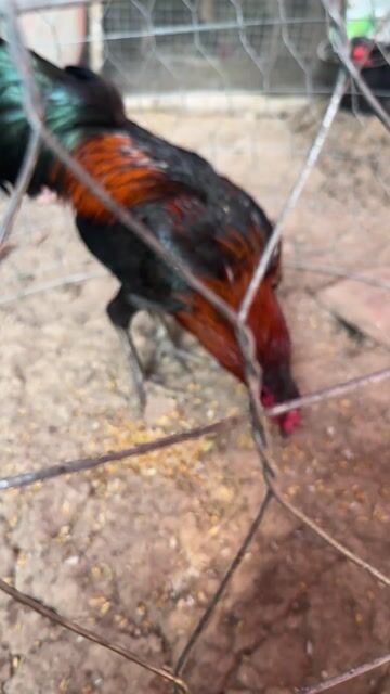 Gà giống Đen Đỏ 2.4kg. Mua bán Gà tại Huyện Châu Thành Sóc Trăng được đăng bởi Trí Dương hình 1