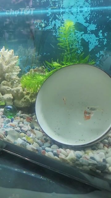 Hồ cá cảnh Kính 41x22x23cm Đèn, lọc, cá, cây. Mua bán Thú cưng khác tại Thành phố Thuận An Bình Dương được đăng bởi cường gỗ hình 1