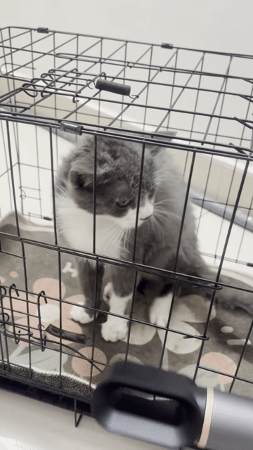 Mèo Anh lông ngắn đực Bicolor. Mua bán Mèo tại Quận Bình Tân Tp Hồ Chí Minh được đăng bởi D hình 1