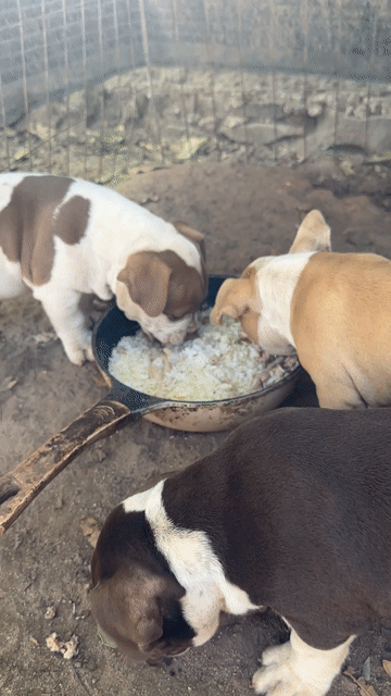 Chó Bully Nâu trắng. Mua bán Chó tại Huyện Xuyên Mộc Bà Rịa - Vũng Tàu được đăng bởi duong quoc bang hình 1