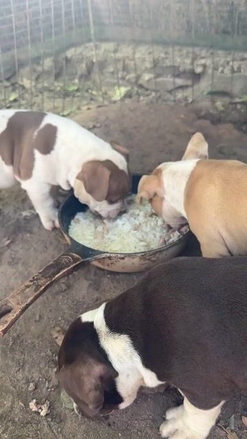 Chó Bully Nâu trắng. Mua bán Chó tại Huyện Xuyên Mộc Bà Rịa - Vũng Tàu được đăng bởi duong quoc bang hình 1