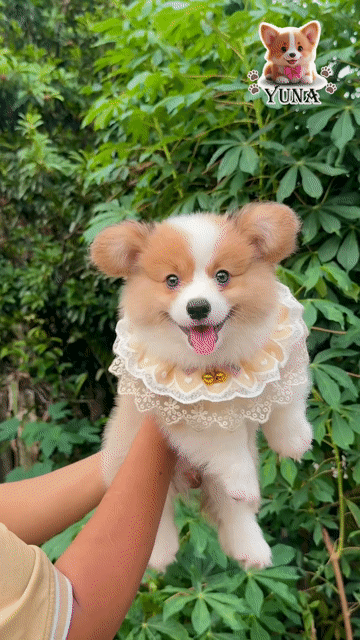 CHÓ CORGI GẤU THUẦN FORM ĐẸP. Mua bán Chó tại Quận 3 Tp Hồ Chí Minh được đăng bởi Thùy Trang hình 1