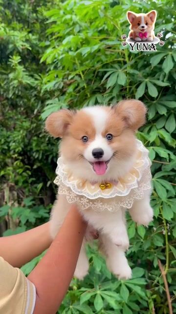 CHÓ CORGI GẤU THUẦN FORM ĐẸP. Mua bán Chó tại Quận 3 Tp Hồ Chí Minh được đăng bởi Thùy Trang hình 1