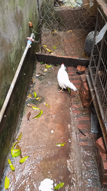 Gà tre Bắc cộc Nâu vàng. Mua bán Gà tại Huyện Thường Tín Hà Nội được đăng bởi Nguyễn Thắng hình 1