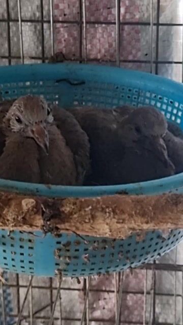 Cặp cu malay non đã biết ăn. Mua bán Chim tại Huyện Củ Chi Tp Hồ Chí Minh được đăng bởi Phan Tấn Phát hình 1