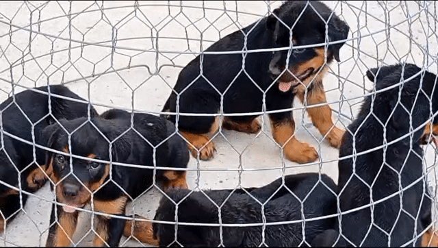Chó Rottweiler Đực Cái Đen vàng. Mua bán Chó tại Huyện Bình Chánh Tp Hồ Chí Minh được đăng bởi thuy tran hình 1