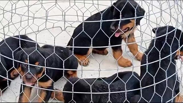 Chó Rottweiler Đực Cái Đen vàng. Mua bán Chó tại Huyện Bình Chánh Tp Hồ Chí Minh được đăng bởi thuy tran hình 1