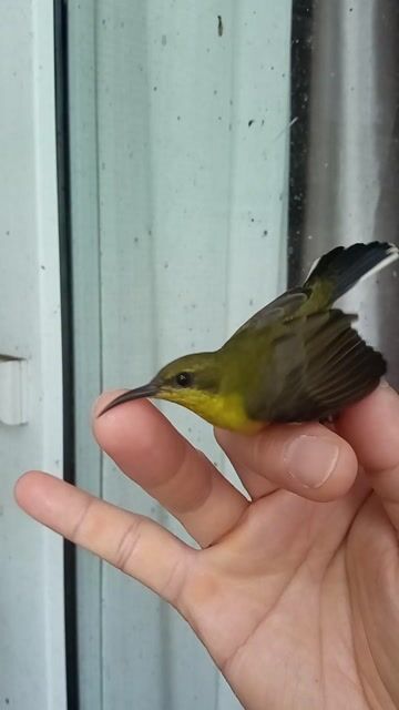 Chim Hút Mật 5 màu Mái, cám cứng.. Mua bán Chim tại Thành phố Thủ Đức Tp Hồ Chí Minh được đăng bởi Sài Gòn Cu Gáy hình 1