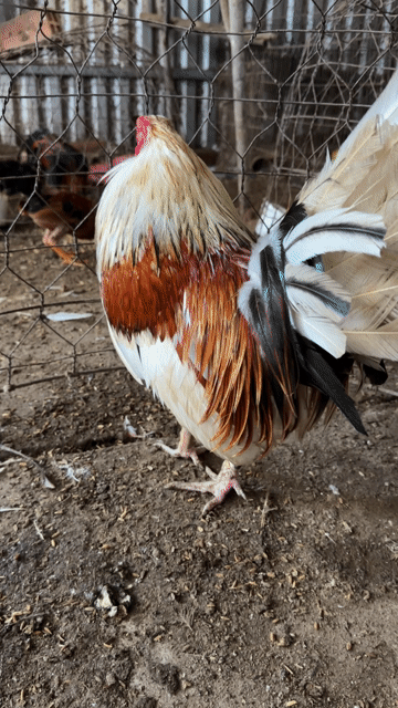 Gà chọi đực 1.6kg nhiều màu. Mua bán Gà tại Huyện Càng Long Trà Vinh được đăng bởi vo minh hien hình 1