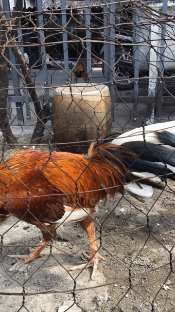 Gà chọi Khét chân trắng 3.5kg. Mua bán Gà tại Thành phố Ngã Bảy Hậu Giang được đăng bởi Minh hình 1
