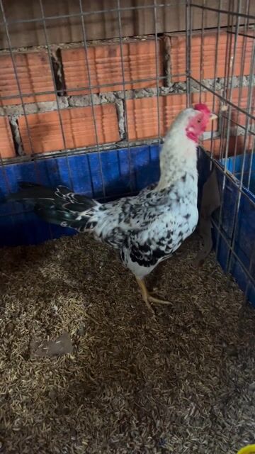 Gà kiểng trống 6 tháng hơn. Mua bán Gà tại Thị xã Phước Long Bình Phước được đăng bởi hb hình 1
