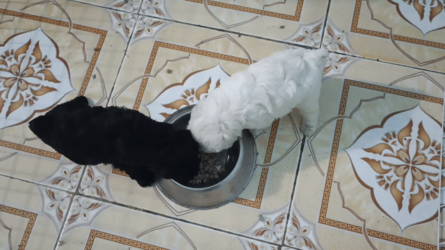 Chó Poodle . Mua bán Chó tại Huyện Chơn Thành Bình Phước được đăng bởi Bảo  hình 1