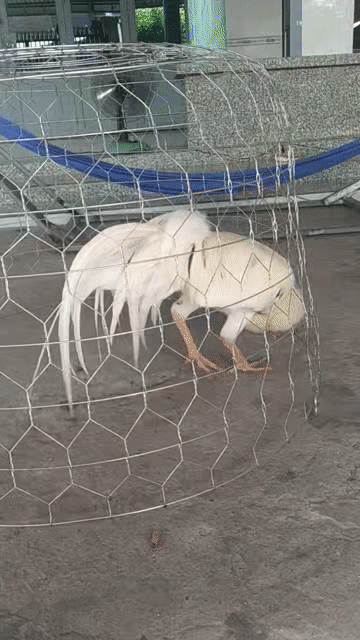 Gà cảnh 8 tháng Trắng. Mua bán Gà tại Thành phố Tây Ninh Tây Ninh được đăng bởi Quốc Thanh hình 1