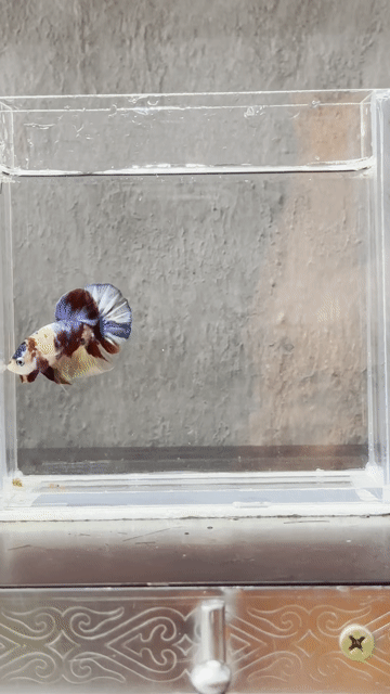 Cá Betta Đa sắc. Mua bán Thú cưng khác tại Quận Tân Phú Tp Hồ Chí Minh được đăng bởi Khoa Nguyen hình 1