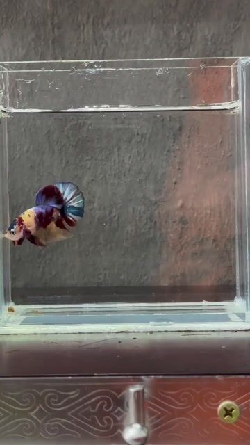 Cá Betta Đa sắc. Mua bán Thú cưng khác tại Quận Tân Phú Tp Hồ Chí Minh được đăng bởi Khoa Nguyen hình 1