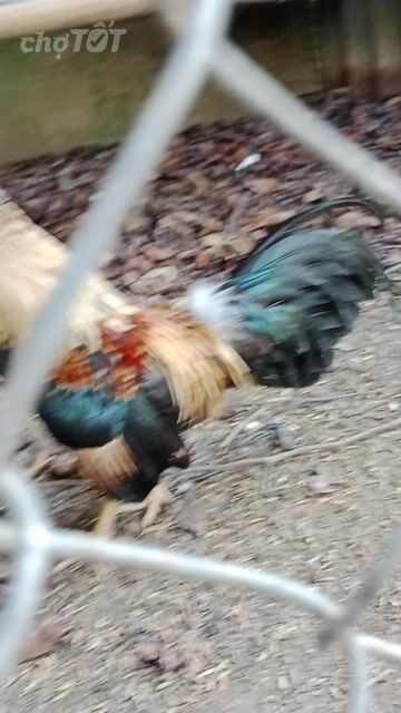 Cần bán tre Bắc hay gl cặp tre Bắc tơ. Mua bán Gà tại Quận Cái Răng Cần Thơ được đăng bởi Thưởng hình 1