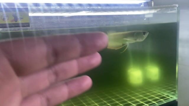 Cá rồng 25-26cm Không lỗi. Mua bán Thú cưng khác tại Huyện Trảng Bom Đồng Nai được đăng bởi Cá rồng hình 1