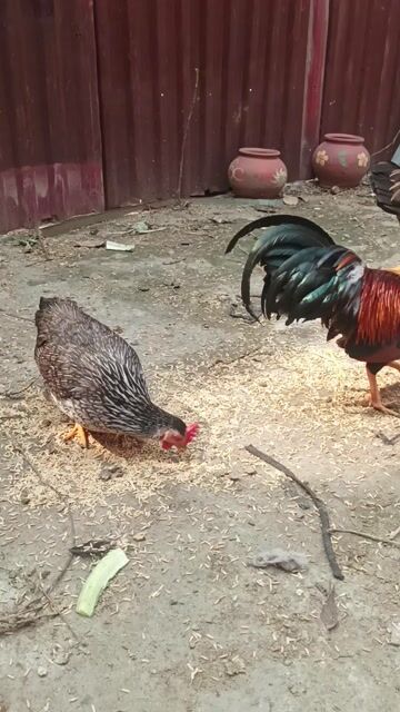 Gà tre 6-7 lạng 1 năm Đa sắc. Mua bán Gà tại Huyện Thanh Trì Hà Nội được đăng bởi Hương  hình 1