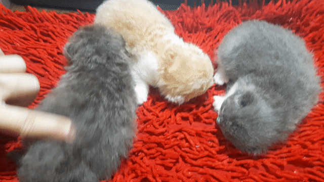 Mèo Anh lông ngắn Bicolor 1 tháng. Mua bán Mèo tại Quận Bình Thạnh Tp Hồ Chí Minh được đăng bởi Anhlinh sai gon hình 1