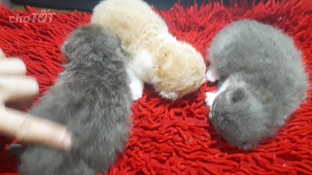 Mèo Anh lông ngắn Bicolor 1 tháng. Mua bán Mèo tại Quận Bình Thạnh Tp Hồ Chí Minh được đăng bởi Anhlinh sai gon hình 1