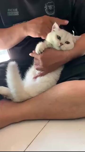 Mèo Munchkin Silver Cái 9 tháng. Mua bán Mèo tại Thành phố Thủ Đức Tp Hồ Chí Minh được đăng bởi DƯƠNG MINH TRÍ VĨNH hình 1
