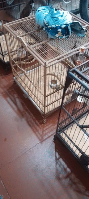 Chim Chào mào đực 2 mùa đấu giàn. Mua bán Chim tại Huyện Phú Xuyên Hà Nội được đăng bởi Thinh Phu hình 1