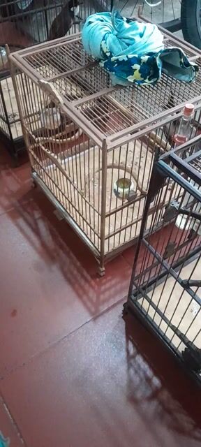 Chim Chào mào đực 2 mùa đấu giàn. Mua bán Chim tại Huyện Phú Xuyên Hà Nội được đăng bởi Thinh Phu hình 1