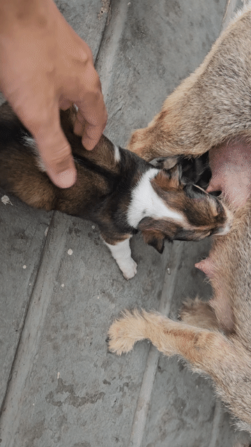 Chó con khỏe mạnh màu Nâu, trắng, đen. Mua bán Chó tại Thành phố Dĩ An Bình Dương được đăng bởi Đoàn Tuấn hình 1