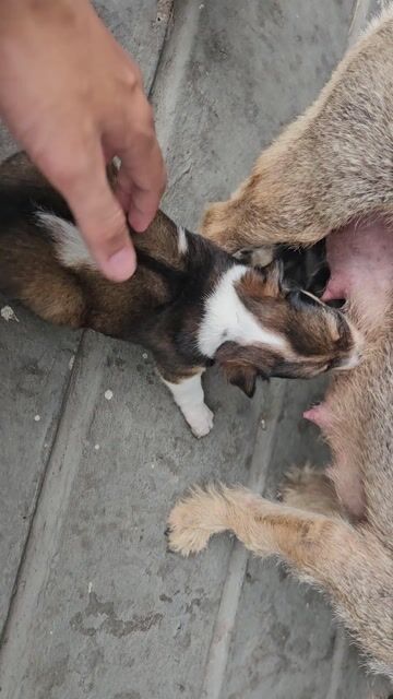 Chó con khỏe mạnh màu Nâu, trắng, đen. Mua bán Chó tại Thành phố Dĩ An Bình Dương được đăng bởi Đoàn Tuấn hình 1