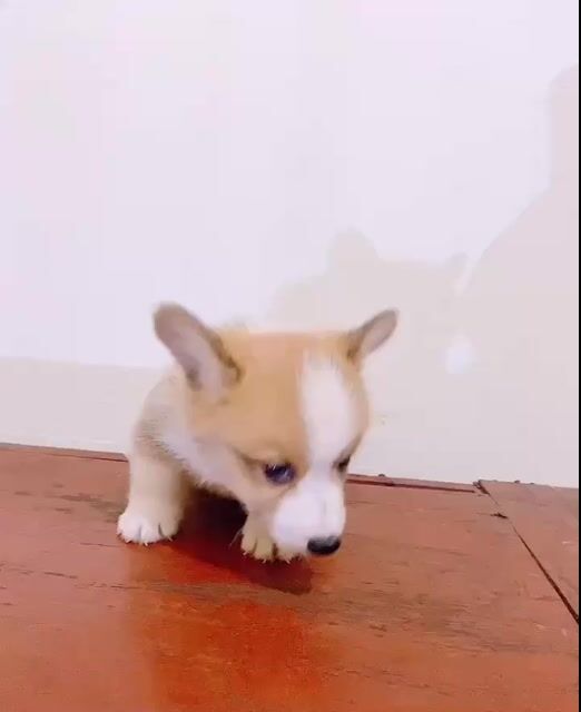(Đ) CÚN CORGI XINH CUTE NGÓNG BA MẸ. Mua bán Chó tại Quận Ngũ Hành Sơn Đà Nẵng được đăng bởi Tùng Lâm corgi hình 1
