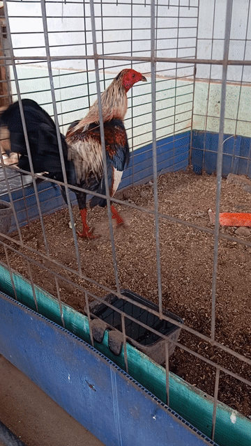 Gà chuối 1.1kg gà tơ. Mua bán Gà tại Quận Bình Tân Tp Hồ Chí Minh được đăng bởi hùng cường hình 1