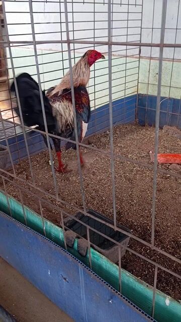 Gà chuối 1.1kg gà tơ. Mua bán Gà tại Quận Bình Tân Tp Hồ Chí Minh được đăng bởi hùng cường hình 1