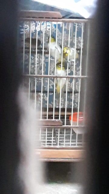 Chim khuyên bánh tẻ. Mua bán Chim tại Huyện Thường Tín Hà Nội được đăng bởi Do tran hình 1