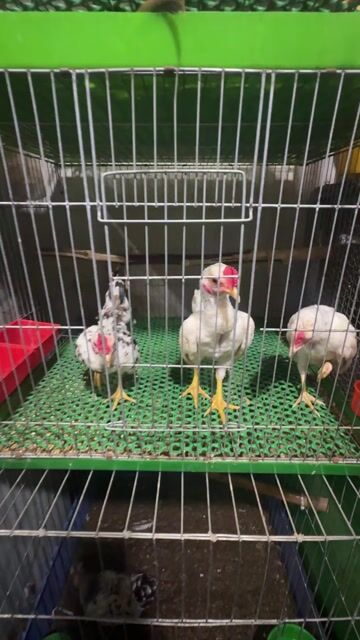 Gà tre 3 tháng khỏe mạnh nuôi kiểng. Mua bán Gà tại Huyện Bình Chánh Tp Hồ Chí Minh được đăng bởi Ben hình 1