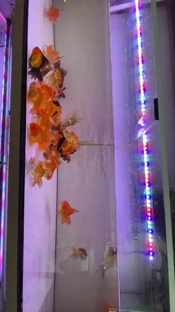 Cá cảnh nhiều màu có giá sỉ. Mua bán Thú cưng khác tại Huyện Bình Chánh Tp Hồ Chí Minh được đăng bởi phương hiền hình 1