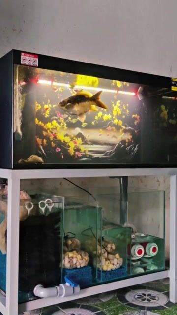 Hồ cá cảnh 100x50x50 cm. Mua bán Phụ kiện, Thức ăn, Dịch vụ tại Huyện Trảng Bàng Tây Ninh được đăng bởi Trảng Bàng hình 1