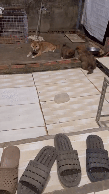 Chó Shiba pet nhà nuôi. Mua bán Chó tại Thành phố Thủ Đức Tp Hồ Chí Minh được đăng bởi Trung hình 1
