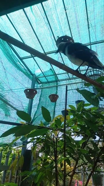 Chim Cưỡng Đen trắng Khỏe mạnh. Mua bán Chim tại Huyện Krông A Na Đắk Lắk được đăng bởi BOSE hình 1