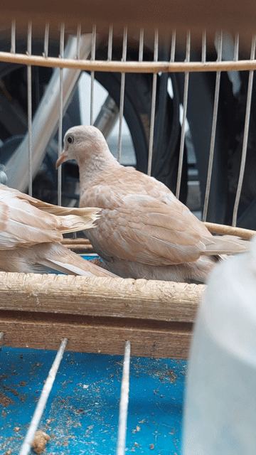 Cu gáy thái tim cặp zin trưởng thành. Mua bán Chim tại Thành phố Thủ Đức Tp Hồ Chí Minh được đăng bởi Thắng Cu Pháp hình 1
