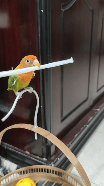 Chim Lovebird hơn 6 tháng. Mua bán Chim tại Quận Hồng Bàng Hải Phòng được đăng bởi Tuấn  hình 1